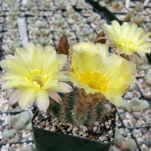 Echinopsis leucomalla cob cactus