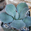 Agave truncata