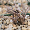 Euphorbia platyclada dead plant