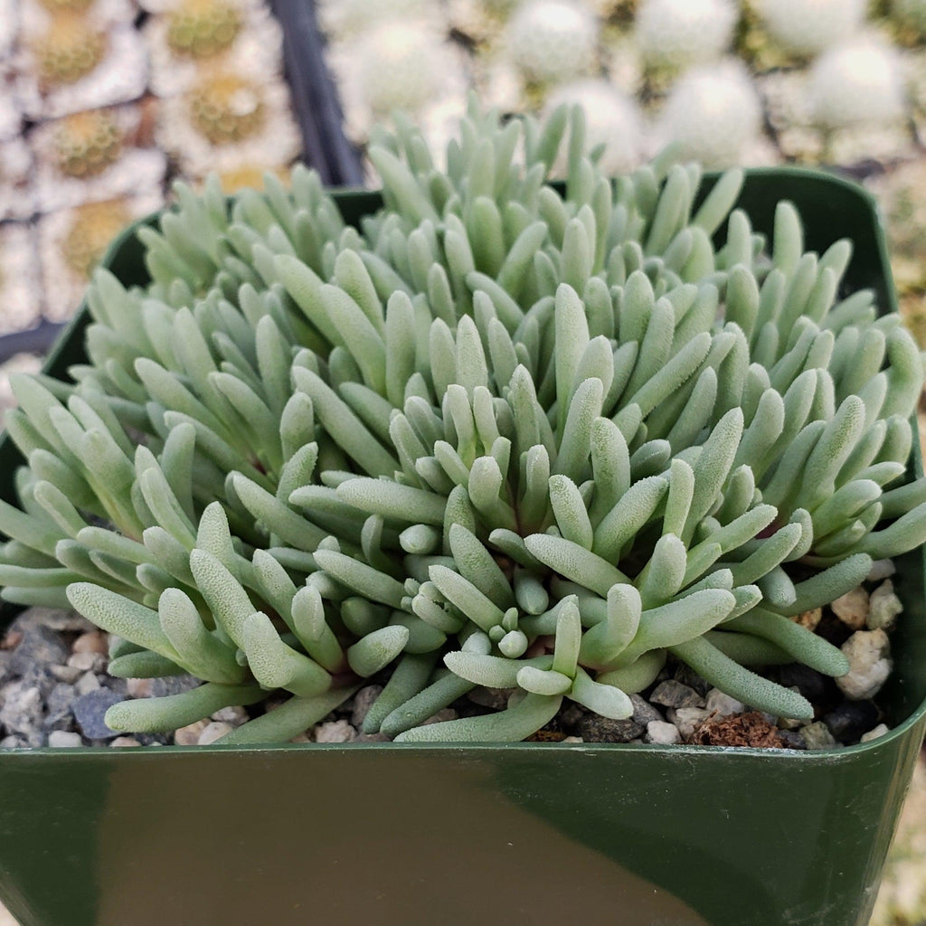 Delosperma sphalmanthoides
