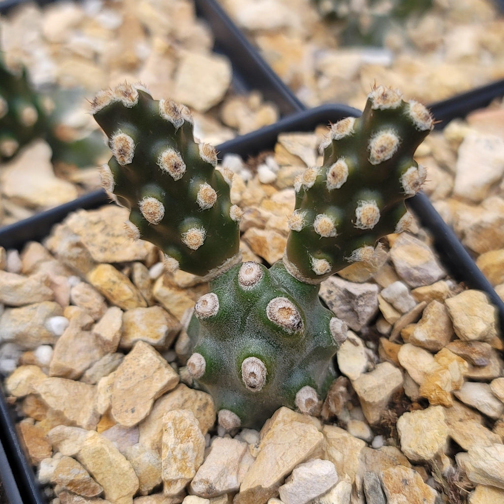 Tephrocactus molinensis