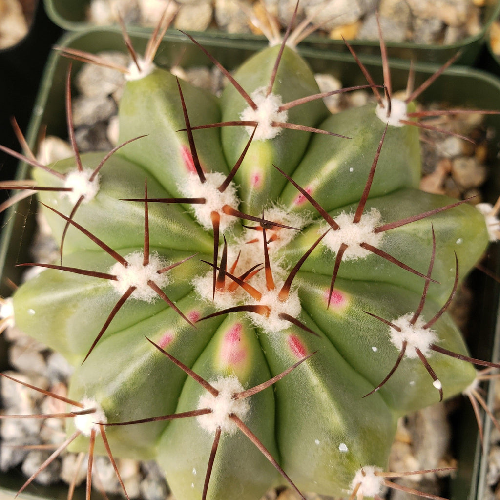 Melocactus caesius