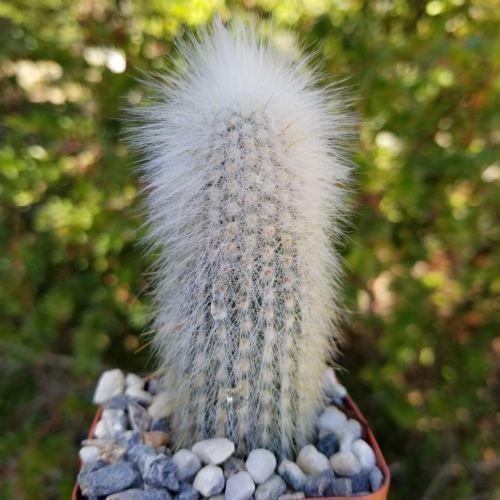 Silver Torch Cactus 'Cleistocactus strausii' -8