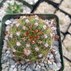 Notocactus parodia militaris