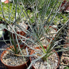 Yucca baileyi