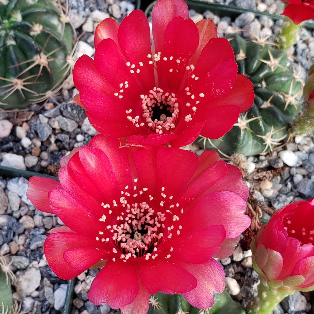 Lobivia pojoensis grandiflora