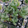 Aloinopsis setifera