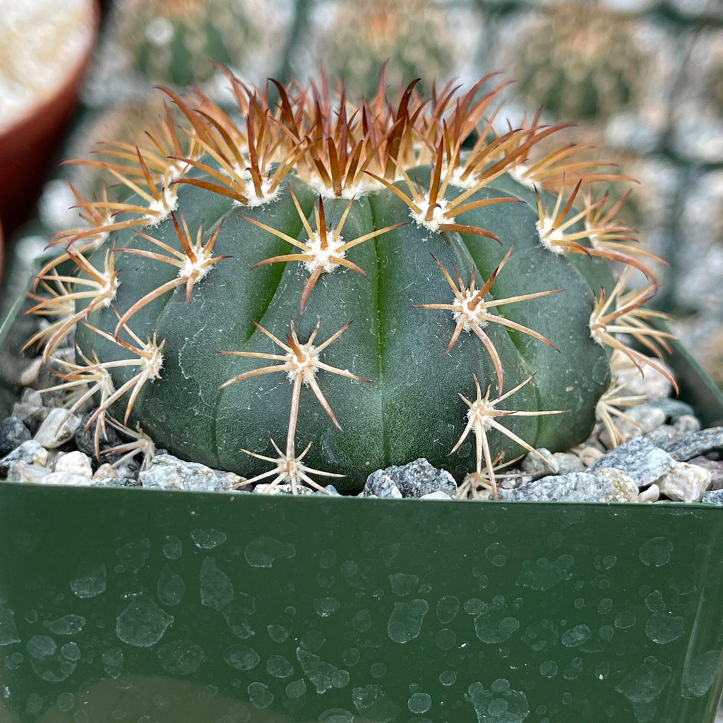 Melocactus conoideus