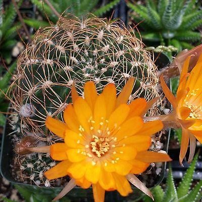 Lobivia acanthoplegma v. roseiflora