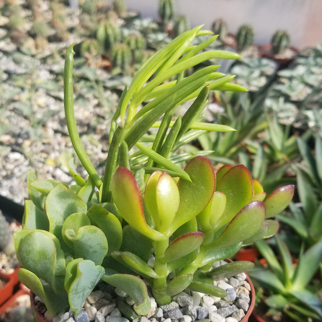 Succulent Garden Arrangement