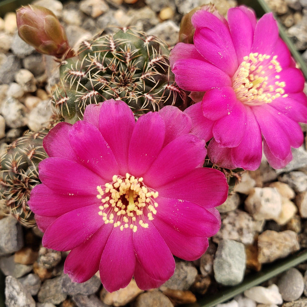 Sulcorebutia Zavaletae
