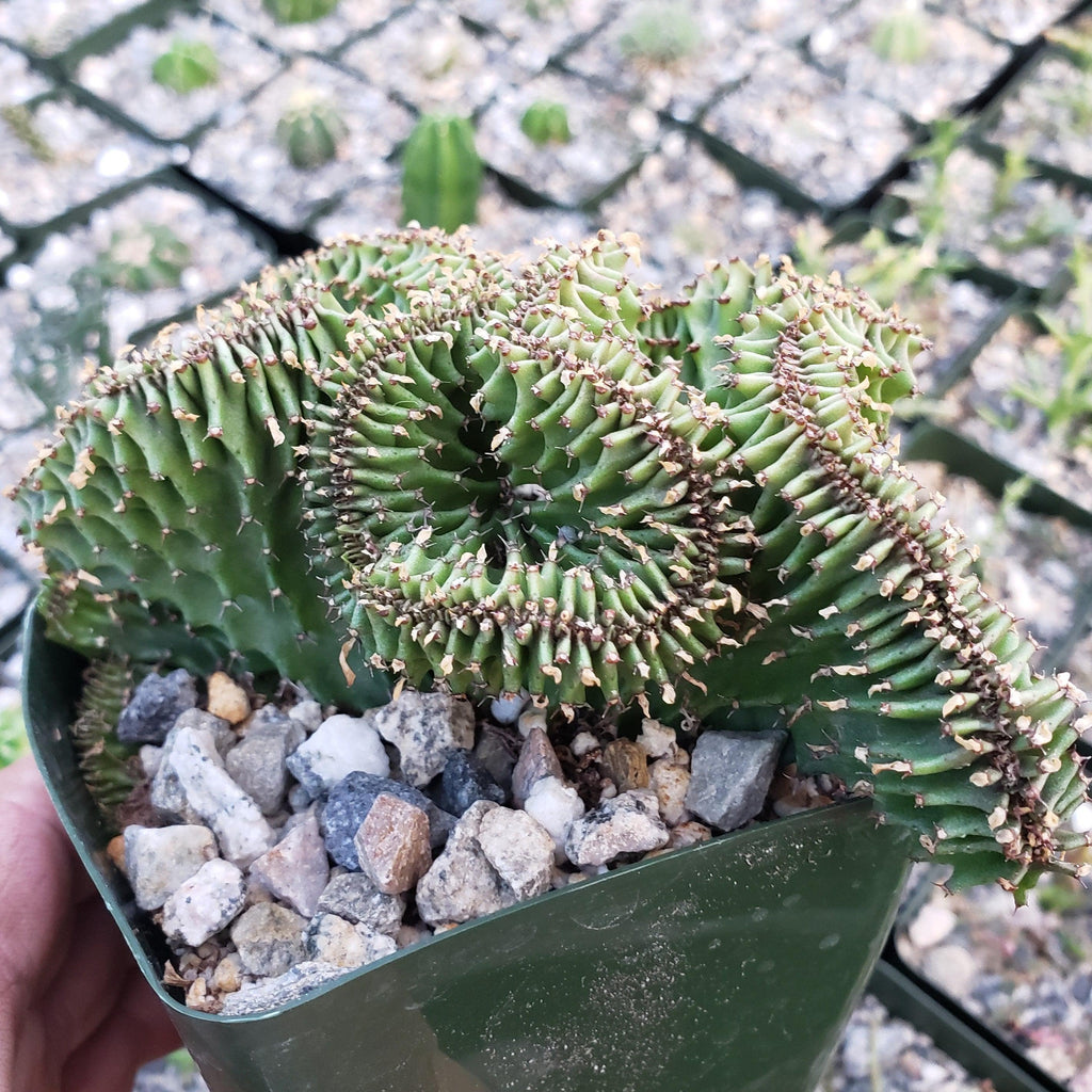 Euphorbia ammak crest