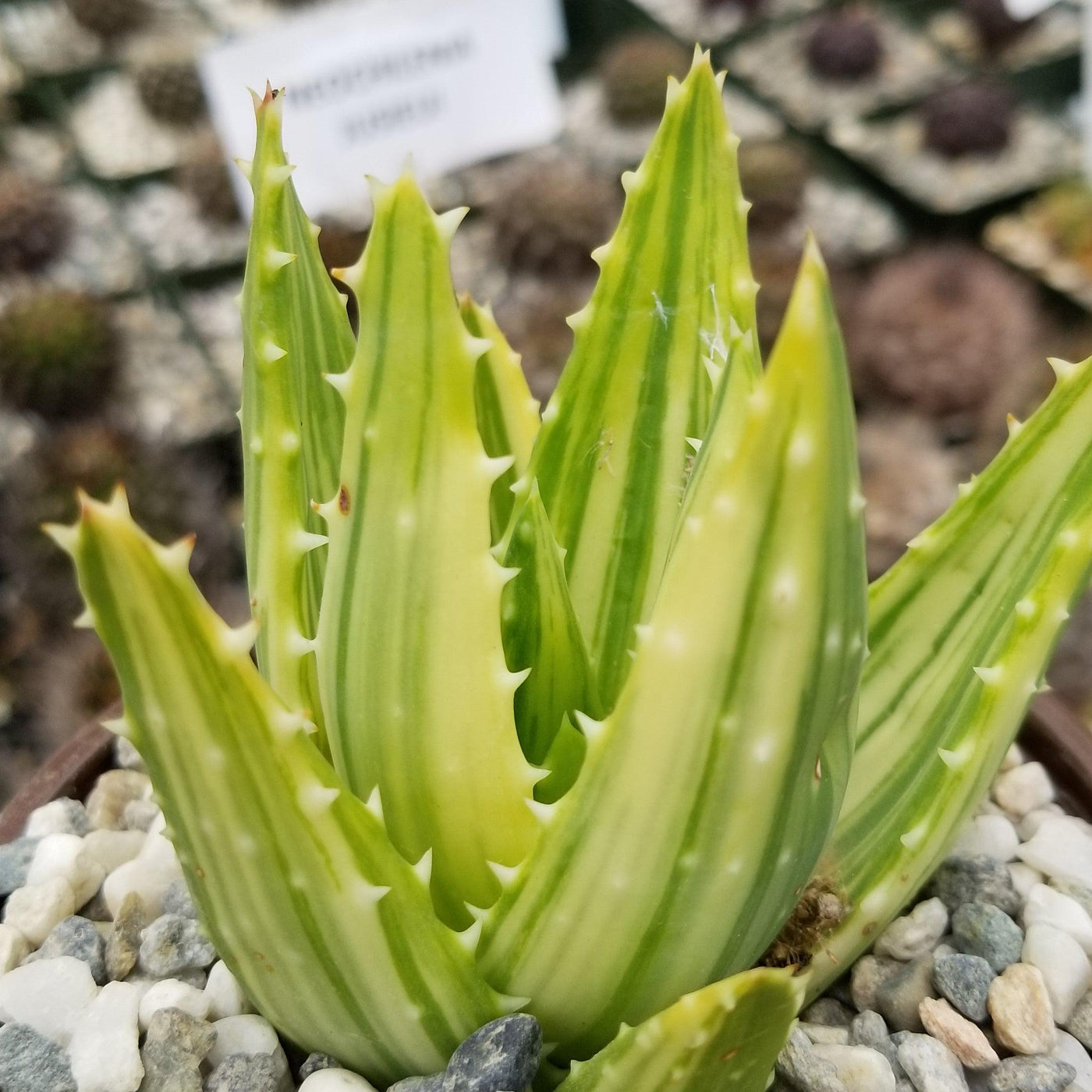 Aloe Shop nobilis variegata\' - \'Aloe Desert Planet at Toothed Online Golden