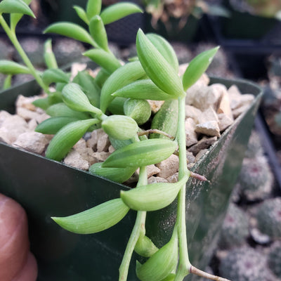 propagating fish hook succulent String of Fishhook Plant