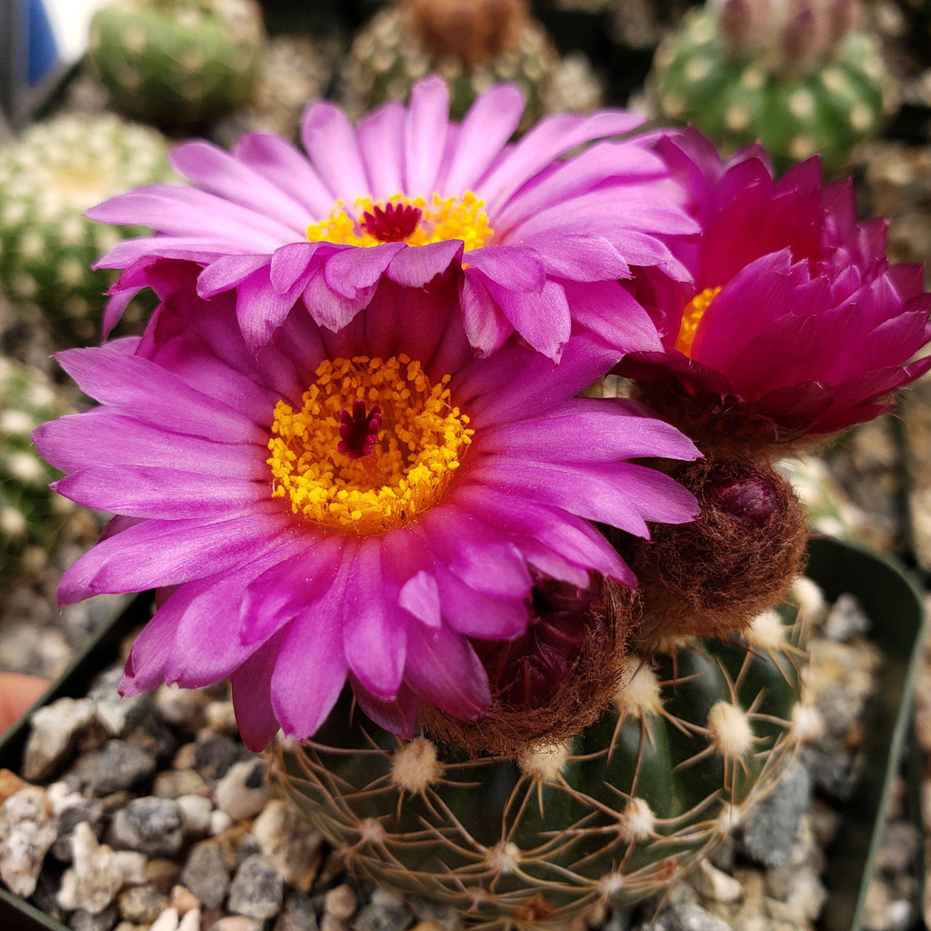 Notocactus uebelmannianus flaviflorus
