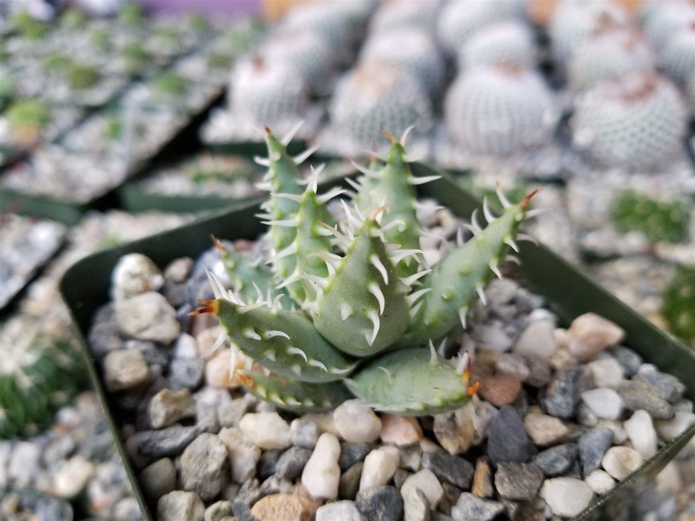 succulent plants for sale online Aloe erinacea