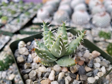 rare succulent plant for sale Aloe erinacea