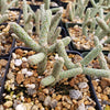 Cylindropuntia ramosissima