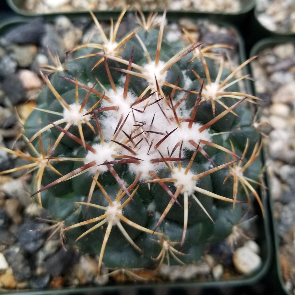 Coryphanta greenwoodii