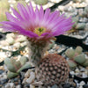 Echinocereus reichenbachii v. minor