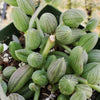 String of Watermelon – Senecio herreianus