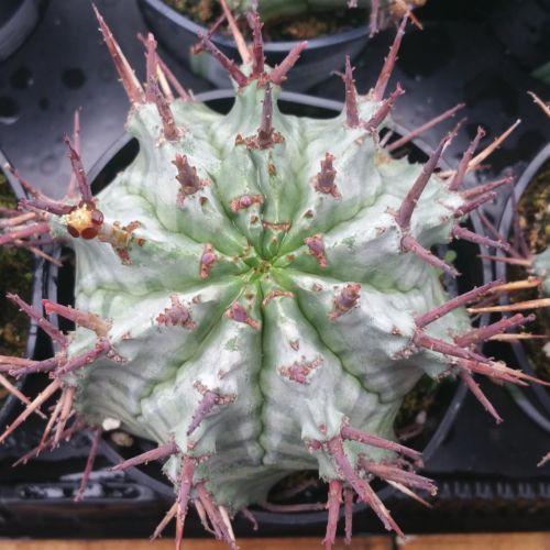 Euphorbia horrida urchin