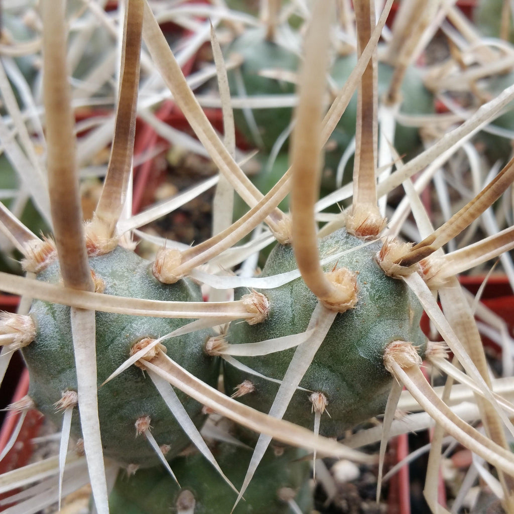Tephrocactus articulatus v. papyracantus