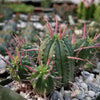 Euphorbia ferox