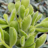 Cotyledon Ladismithiensis