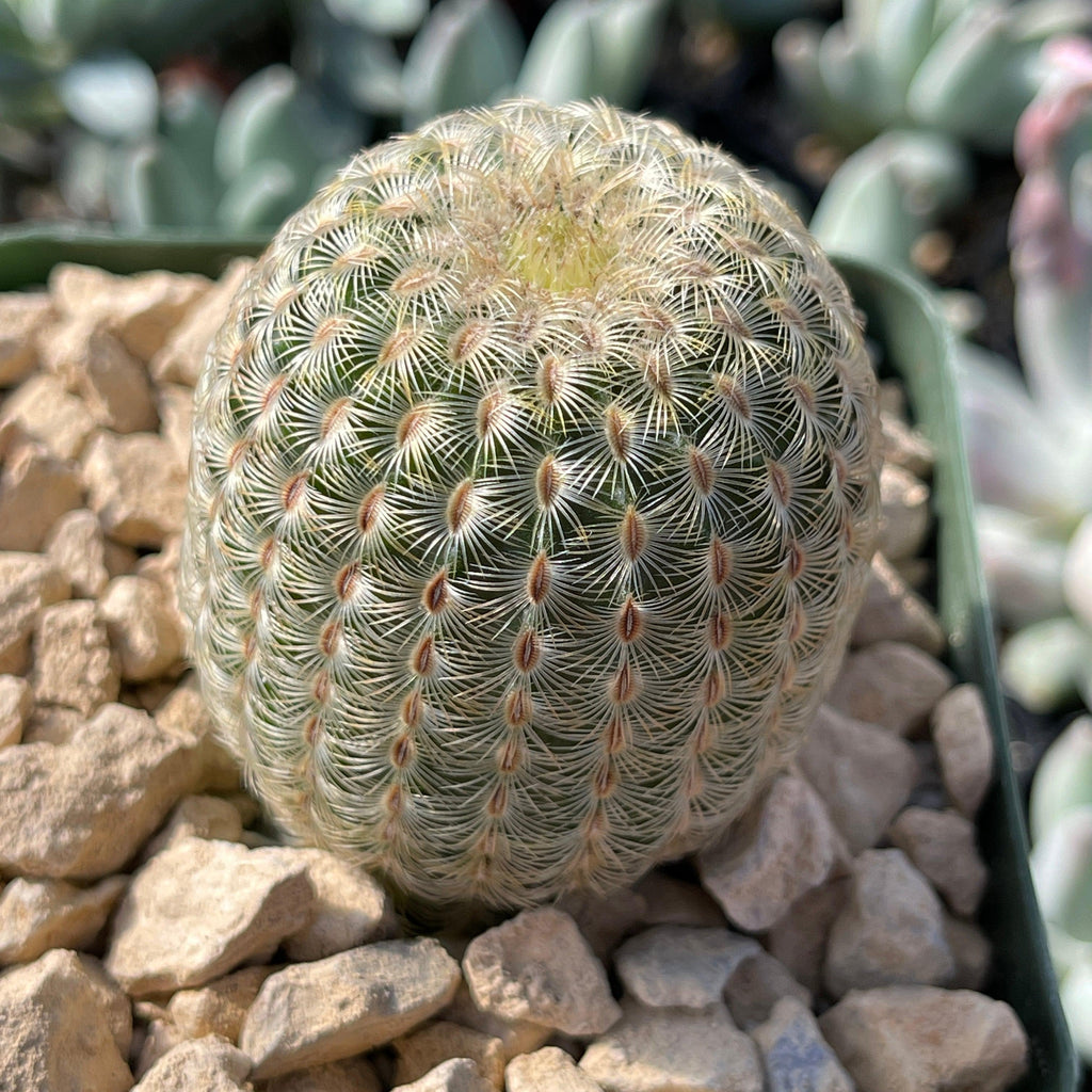 Echinocereus albiflora