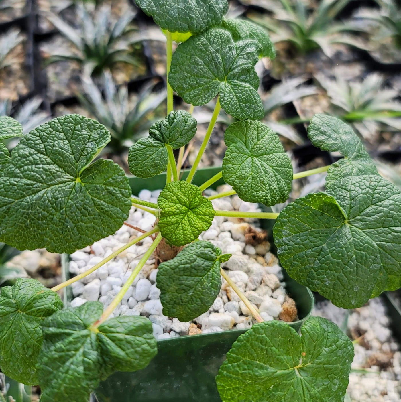 cotyledonis succulent Pelargonium cotyledonis