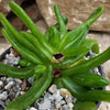 Glottiphyllum longum