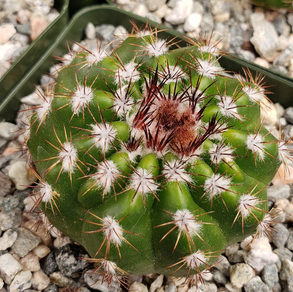 Notocactus carambeiensis