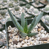 Aloe ramosissima