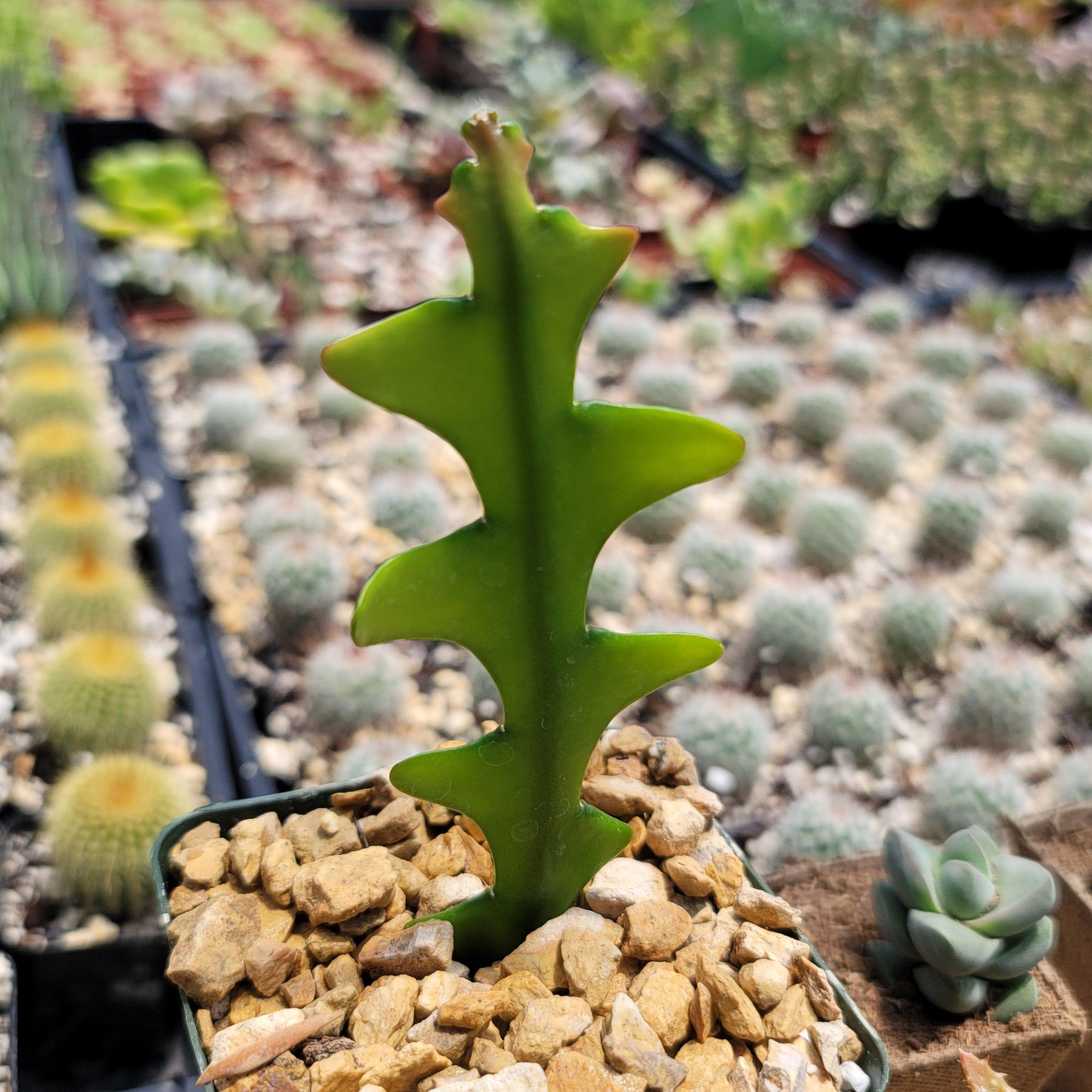 Hb Ric Rac Cactus Shop ‘Fishbone Cactus – Ric Rac Cactus’ Care and Info | Planet Desert