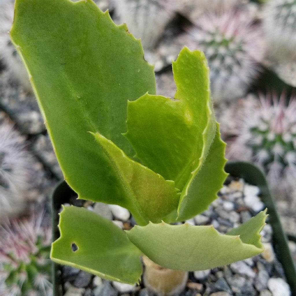 Cyphostemma cirrhosum