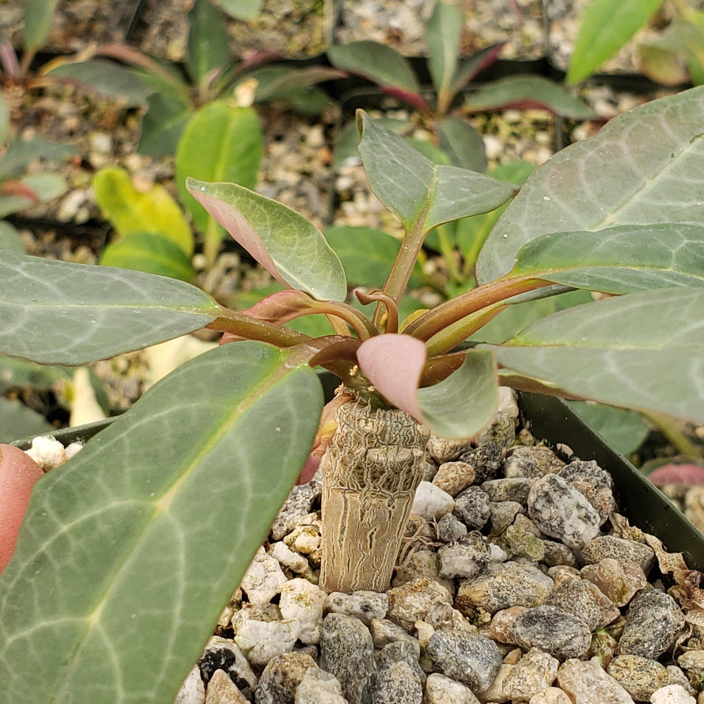 Eupforbia ankarensis