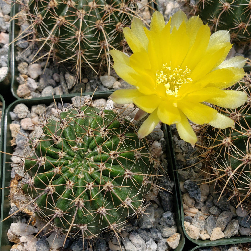 Echinopsis Sierra Grandensis