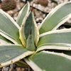 Agave applanata marginata