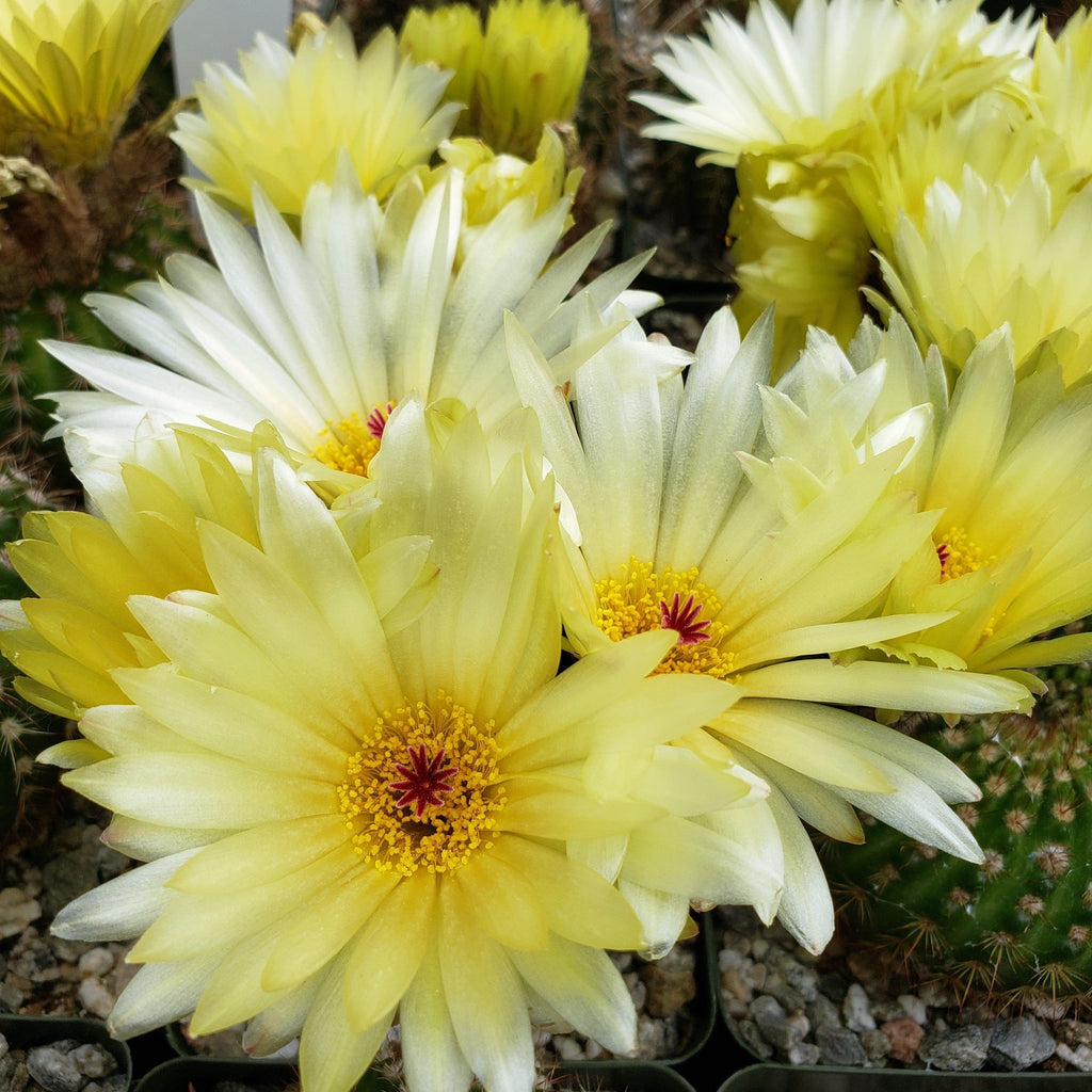 Sun Cup - Notocactus agnetae