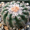 Parodia oculta