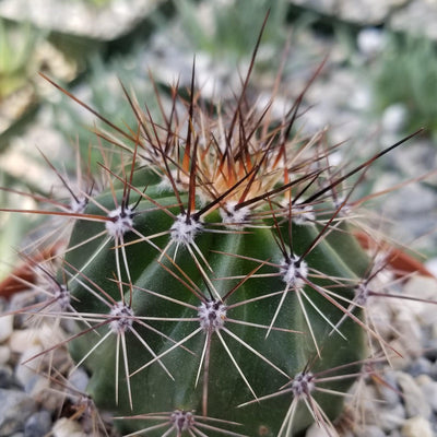 Saguaro Cactus 'Carnegiea gigantea'