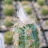 Pilosocereus cephalocereus palmeri