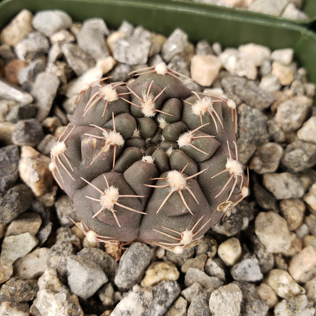 Gymnocalycium lukasikii