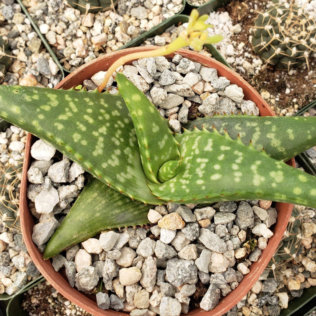 Aloe greatheadii davyana