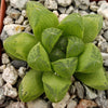 Haworthia obtusa