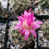 Ferocactus flavovirens