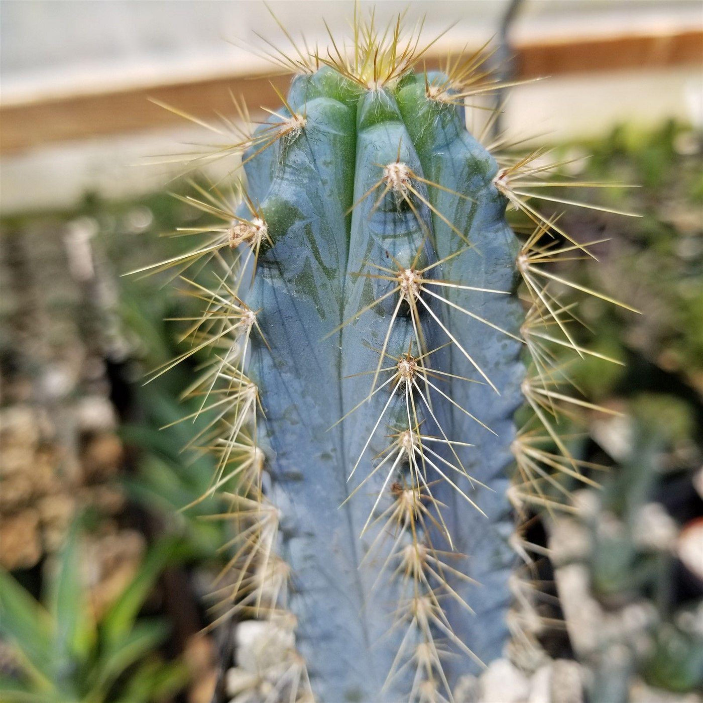 Cactus Azul Shop Brazilian Blue Cactus 'Pilosocereus azureus' | Fast Delivery ...