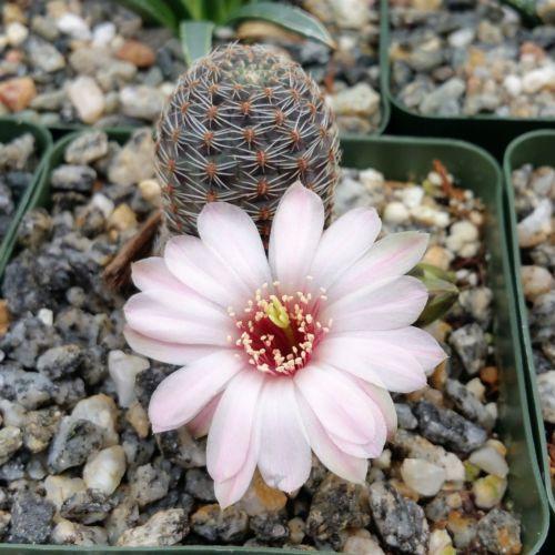 Mediolobivia rosalviflora pygmaea