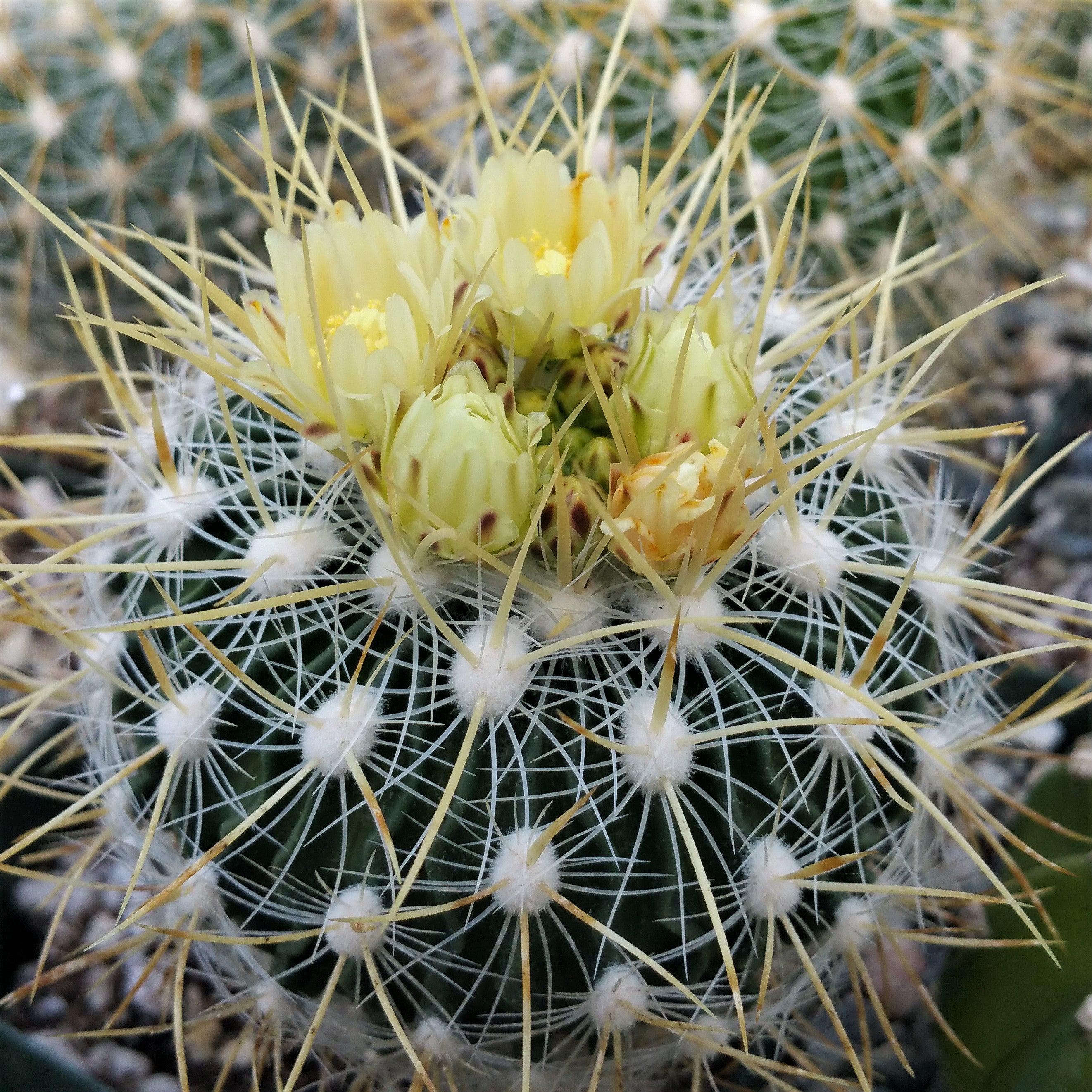 Echinofossulocactus albatus